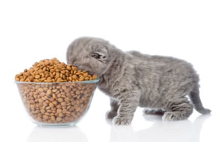 Cách lựa chọn thức ăn cho mèo con 1 tháng tuổi
