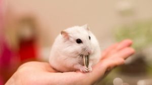 Nhiễm virus Lymphocytic Choriomeningitis từ chuột hamster