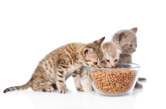 Các lưu ý lựa chọn thức ăn cho mèo con 1 tháng tuổi