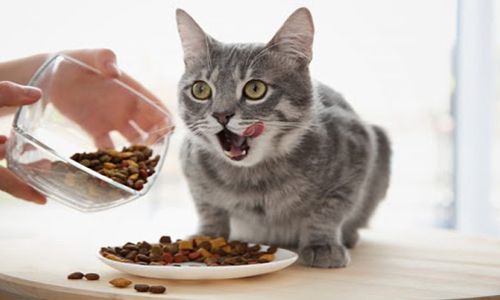 Chọn thức ăn cho mèo con 1 tháng tuổi đúng cách