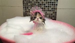 tắm cho mèo con 3