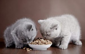 Thức ăn cho mèo con 1 tháng tuổi