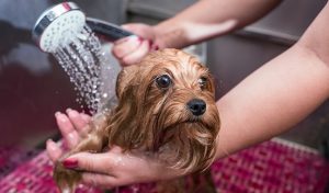 Dịch vụ tắm chó tại nhà