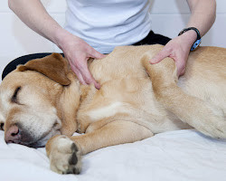 massage cho thú cưng