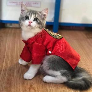 quần áo Tết cho mèo: áo dài