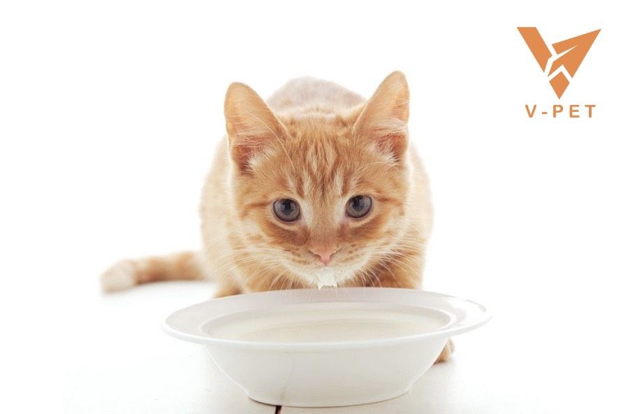 Các loại sữa cho mèo con mất mẹ