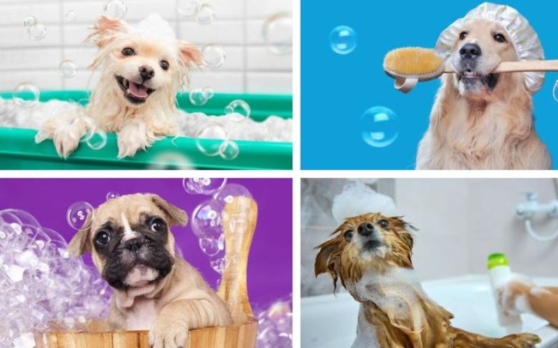 Dịch vụ tắm và chải lông cho thú cưng 